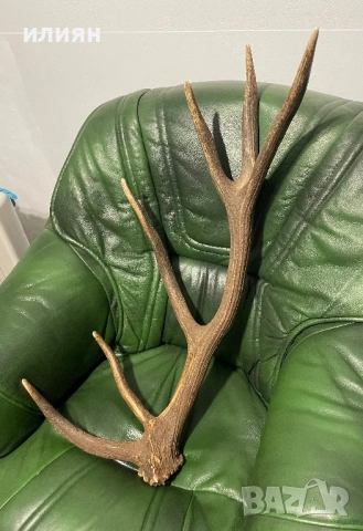 Рог елен 2, снимка 2 - Други ценни предмети - 53857319