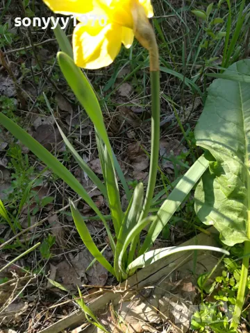 ГРЪМ ОТ НАРЦИСИ 25БР С ЛУКОВИЦИ 1504250637, снимка 12 - Градински цветя и растения - 49899615