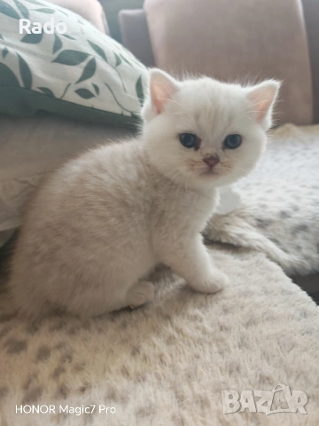 Клепоухи сребърни чинчили, снимка 6 - Британска късокосместа - 54220656