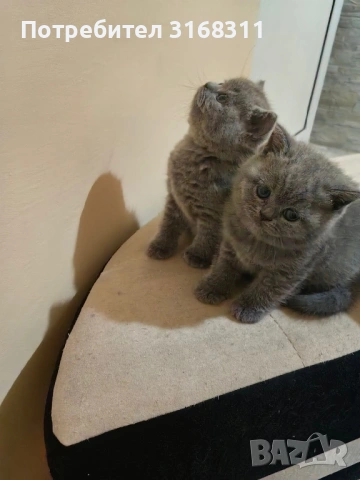 Страхотни малки пухчета, снимка 2 - Британска късокосместа - 53032093