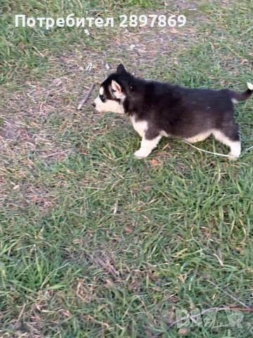 Сибирски хъски, снимка 3 - Хъски - 52967450