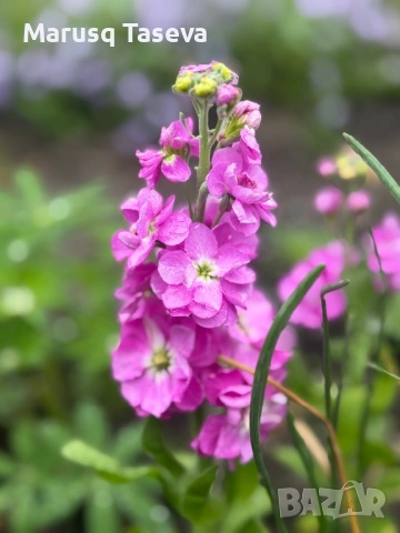 Шибой кичест , снимка 4 - Градински цветя и растения - 53818099