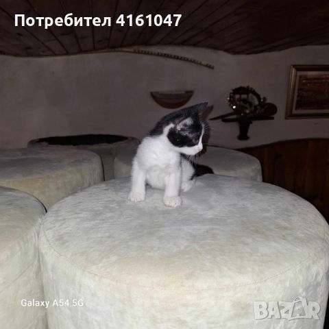 подаряваме котенца, снимка 3 - Други - 46558782