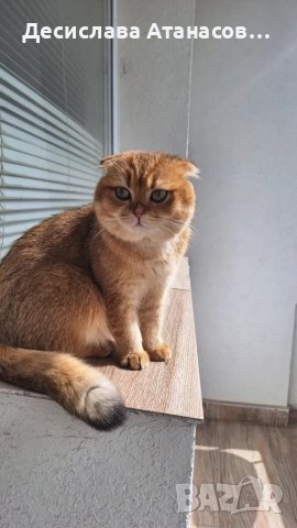 Породист мъжки котарак за разплод –Шотландска златна чинчила, снимка 3 - Чинчили - 49636887
