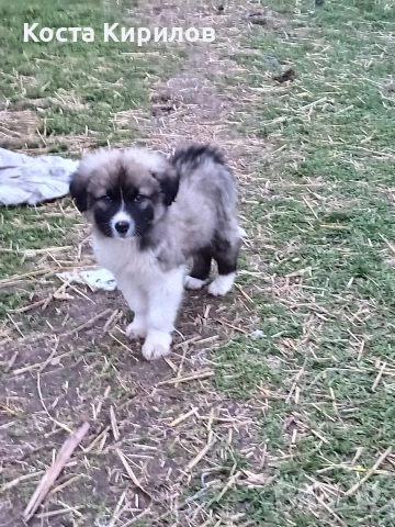 кученца, снимка 4 - Крави - 52559321