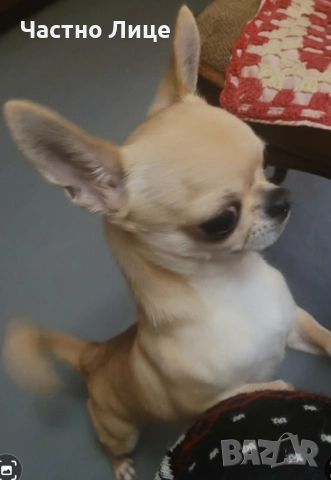 Мъжко чистокръвно Чихуахуа