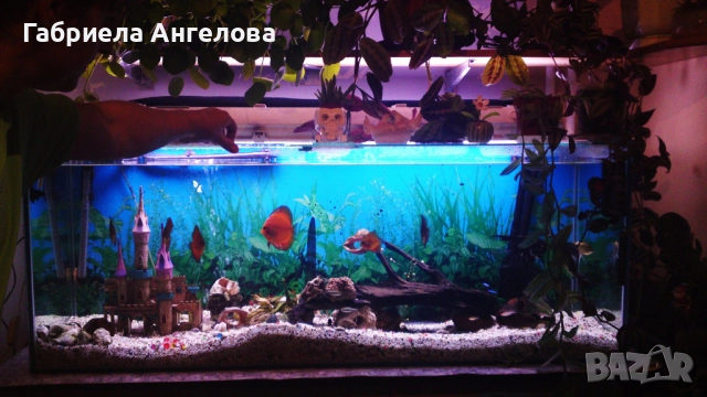 Продавам празен аквариум БЕЗ ТЕЧОВЕ в перфектно състояние, снимка 2 - Аквариуми - 52420824