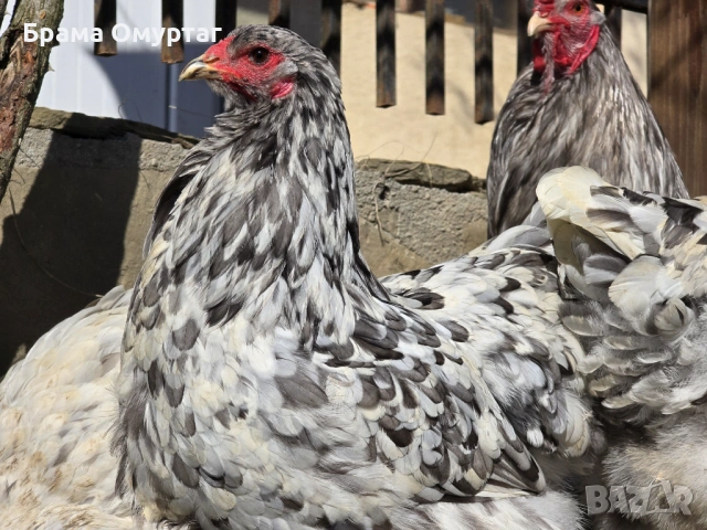 Продавам разплодни яйца от Сплаш Брама [Splash Brahma], снимка 11 - Кокошки и пуйки - 53810967