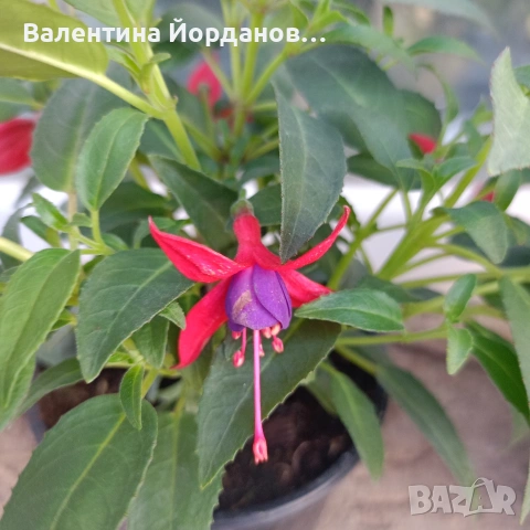 фуксия обичка каскадни , снимка 4 - Градински цветя и растения - 54000435