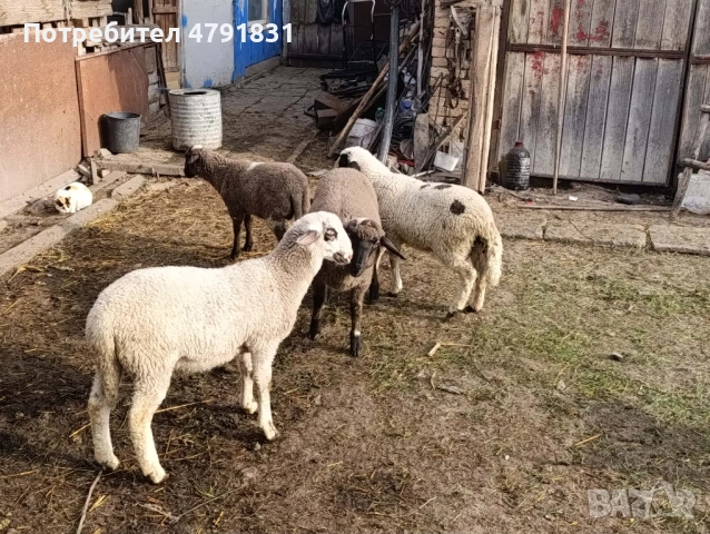 Продавам агнета 