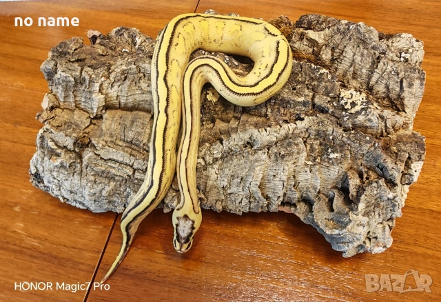 Продавам Кралски питон (Python regius) , снимка 2 - Змии - 53446933