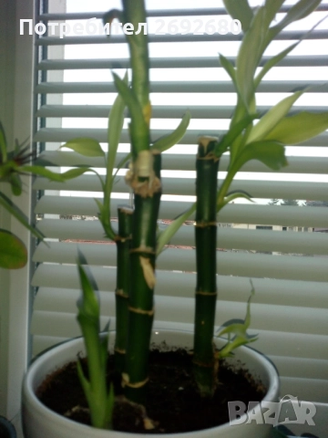 Бамбук 4бр. в бяла керамична саксия/80см.-височина