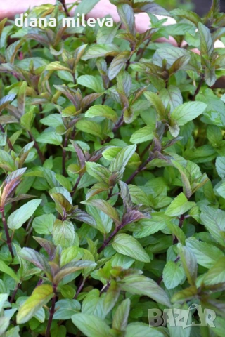 Шоколадова Мента, Mentha "Chocolate Mint", студоустойчива и многогодишна, снимка 3 - Градински цветя и растения - 54176173