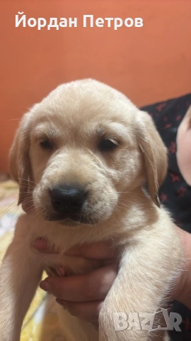Голдън ретривър , снимка 2 - Голдън ретривър - 53274440