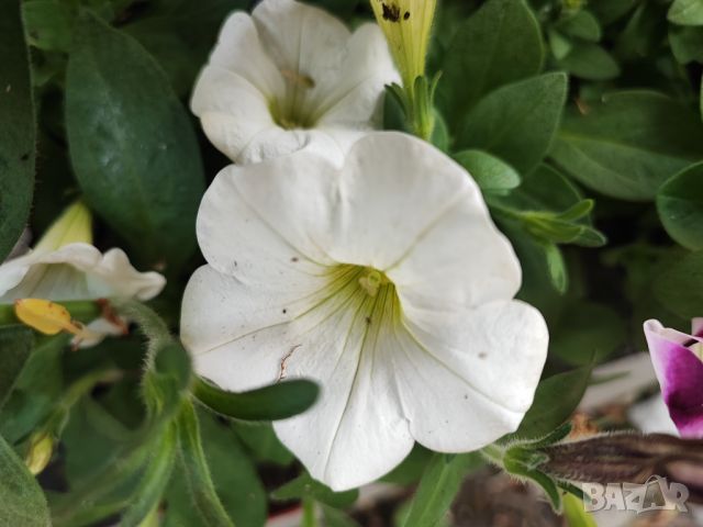 Петуния каскадна, снимка 3 - Градински цветя и растения - 45426921
