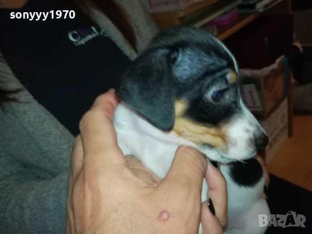 ДЖАК РЪСЕЛ ТЕРИЕР 0510250821, снимка 15 - Джак ръсел териер - 51948696