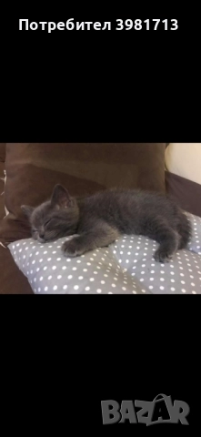 Чистокръвни късокосмести британски котенца 