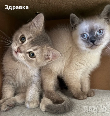  Колор пойнт бебета , снимка 5 - Британска късокосместа - 47976326