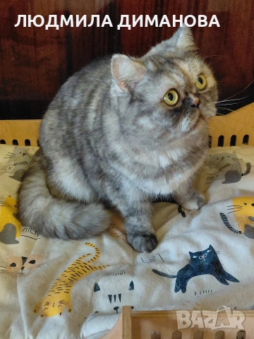 Персийско женско. 