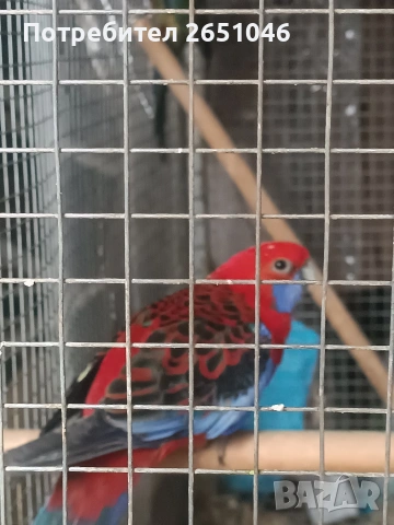 Пенантови розели