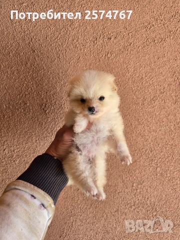 Мини шпицове , снимка 6 - Шпиц - 53847019