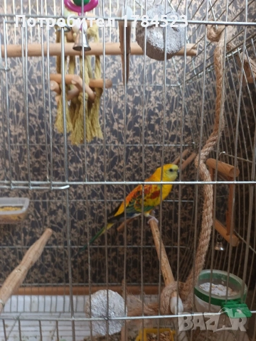 Поен мъжки папагал 25г, снимка 8 - Папагали - 54091098
