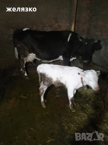 крава с теле