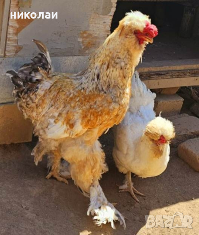 Продавам яйца от струмски стандарт, снимка 4 - Кокошки и пуйки - 44989646