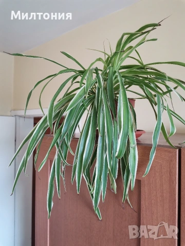 хлорофитум , снимка 3 - Стайни растения - 53844090
