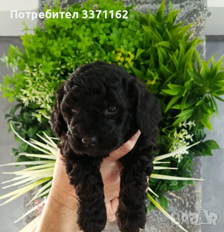 Пудел Той, снимка 2 - Пудели - 53761726