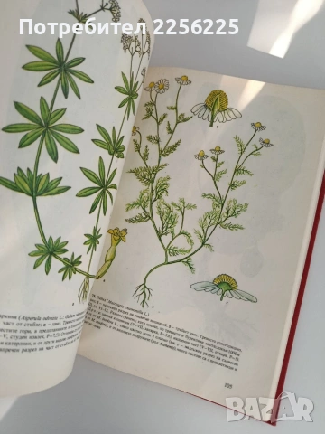 Атлас на лечебните растения в България, снимка 7 - Специализирана литература - 53155081