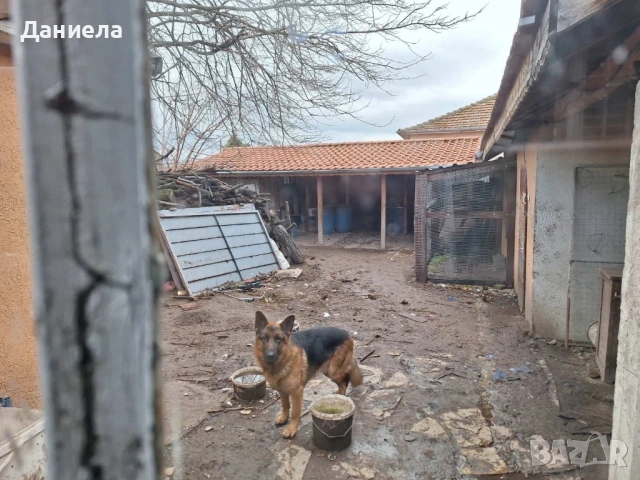 Немска овчарка пародиста, снимка 4 - Немска овчарка - 53540195