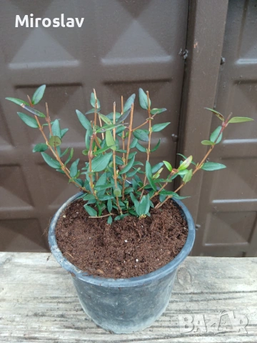 Чилийска гуава-(Ягодова мирта), снимка 9 - Градински цветя и растения - 53918152