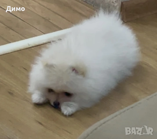 Померан, снимка 6 - Померан - 53821484