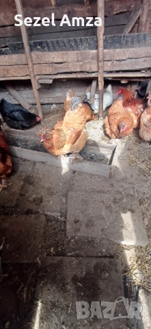 Продавам кокошки , снимка 7 - Кокошки и пуйки - 53583834