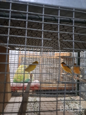 Канарчета Разград, снимка 7 - Канари - 51976505