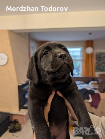 Две лабрадорчета си търсят стопани, снимка 6 - Лабрадор ретривър - 52677634