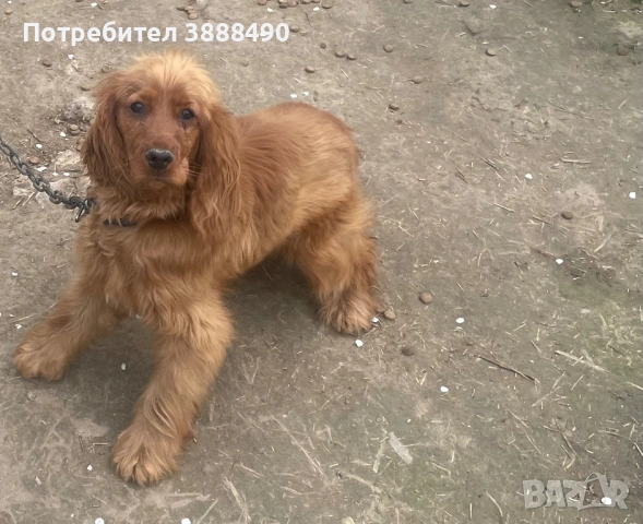 Кокос Панел Куче подарявам