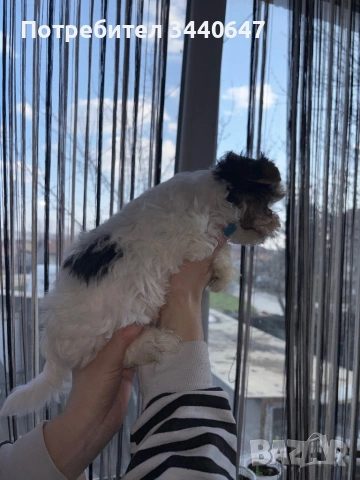 Женско и мъжко Бивър йорки, снимка 9 - Йоркширски териер - 53825786