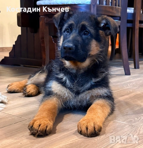 Мъжко кученце немска овчарка, снимка 9 - Немска овчарка - 53222722