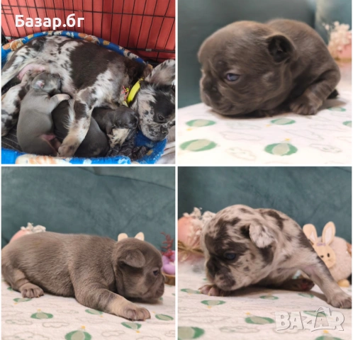 Екзотични френски булдочета 