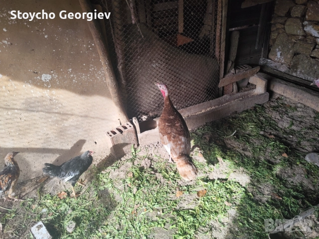 Пуйка за дамъзлък, снимка 3 - Кокошки и пуйки - 52838685