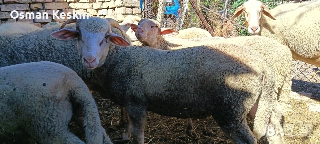 Продавам агнета , снимка 3 - Овце - 53739560