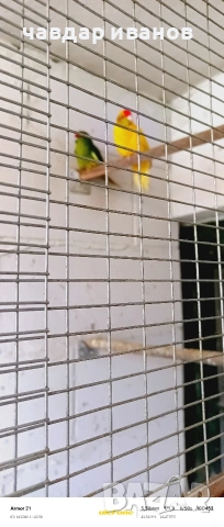 какарики мъжко и женско 