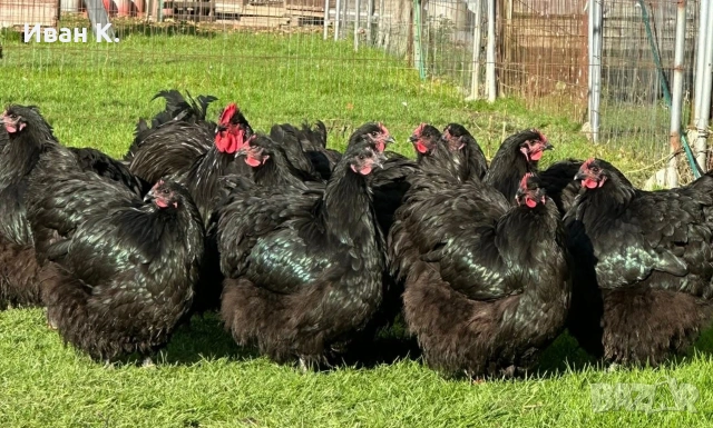 Продавам черен Орпингтон. , снимка 16 - Кокошки и пуйки - 53829349