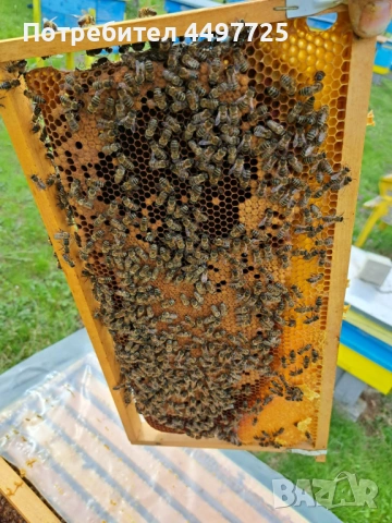 Рамки с пило[пчели] и отводки, снимка 5 - Други животни - 53892042