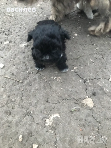 болонки, снимка 4 - Болонка - 53942789