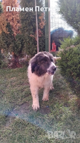 Българско овчарско куче 