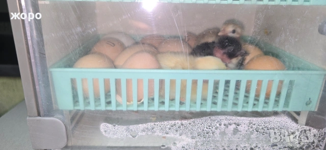 малък инкобатор, снимка 3 - Хладилници - 54035949