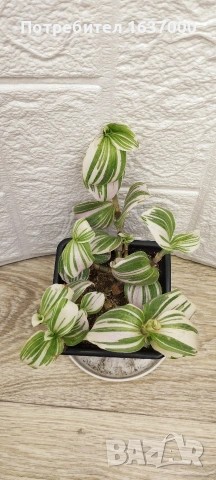 Традесканция "Albiflora" 